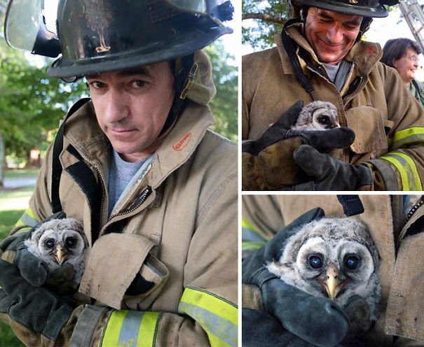 Estos bomberos salvan animales arriesgando sus vidas a diario 2 Bomberos salvando animales