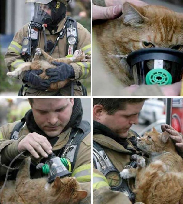 Bomberos salvaron a un gato con máscara de oxígeno Bomberos salvaron a un gato con máscara de oxígeno