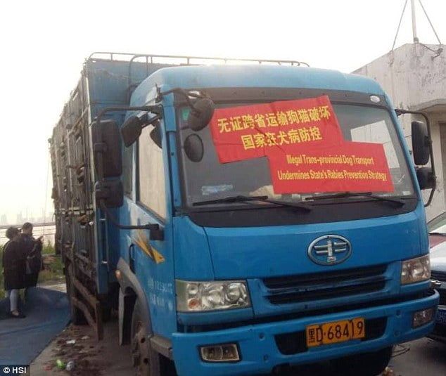 Camion con perros destinados al festival de Yulin