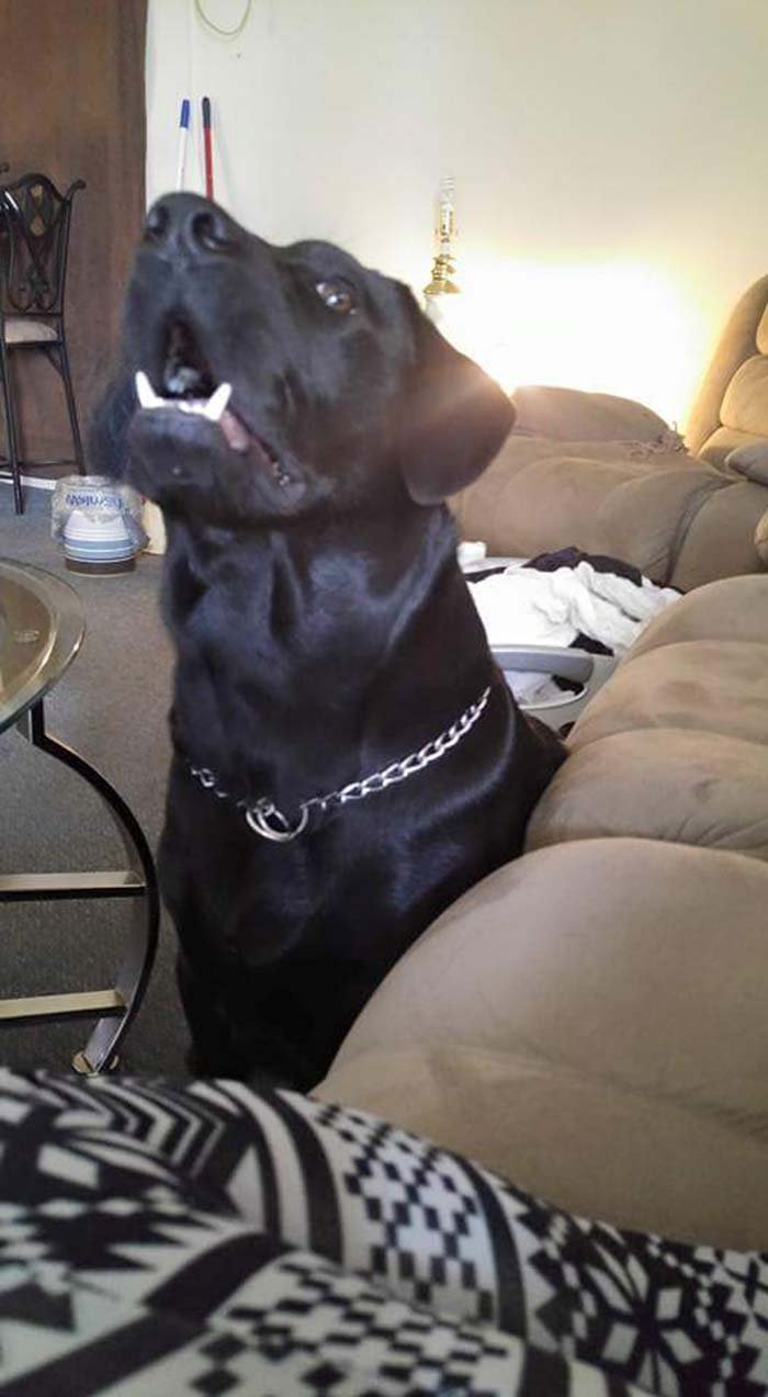 Capone Capone