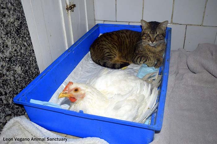 Cody es amigo de un pollo