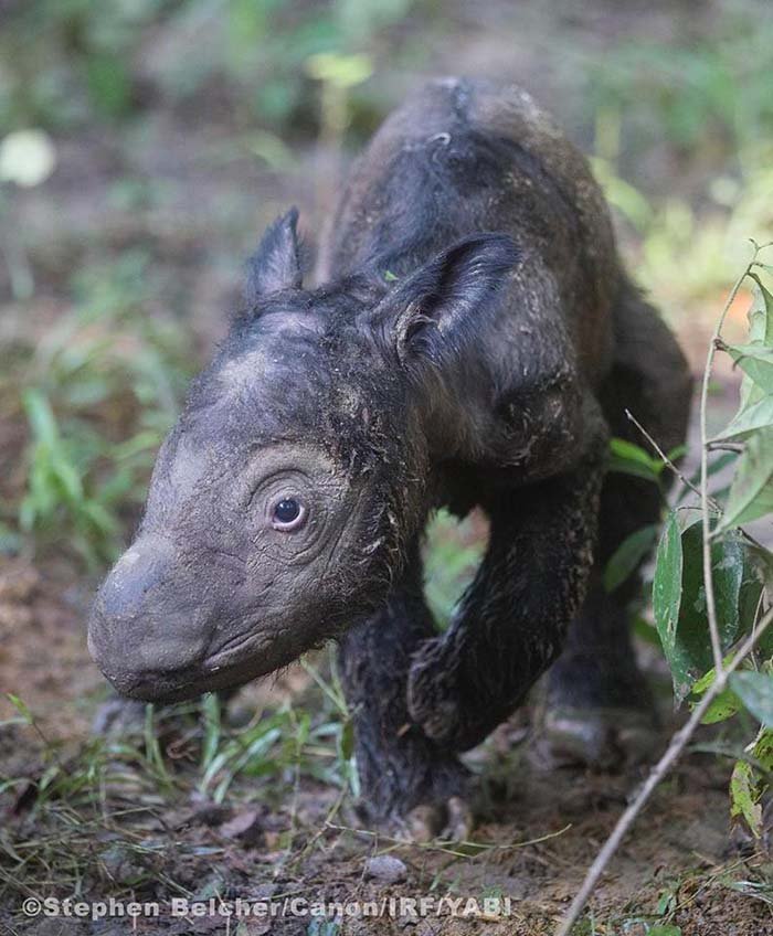 Cria de rinoceronte de Sumatra