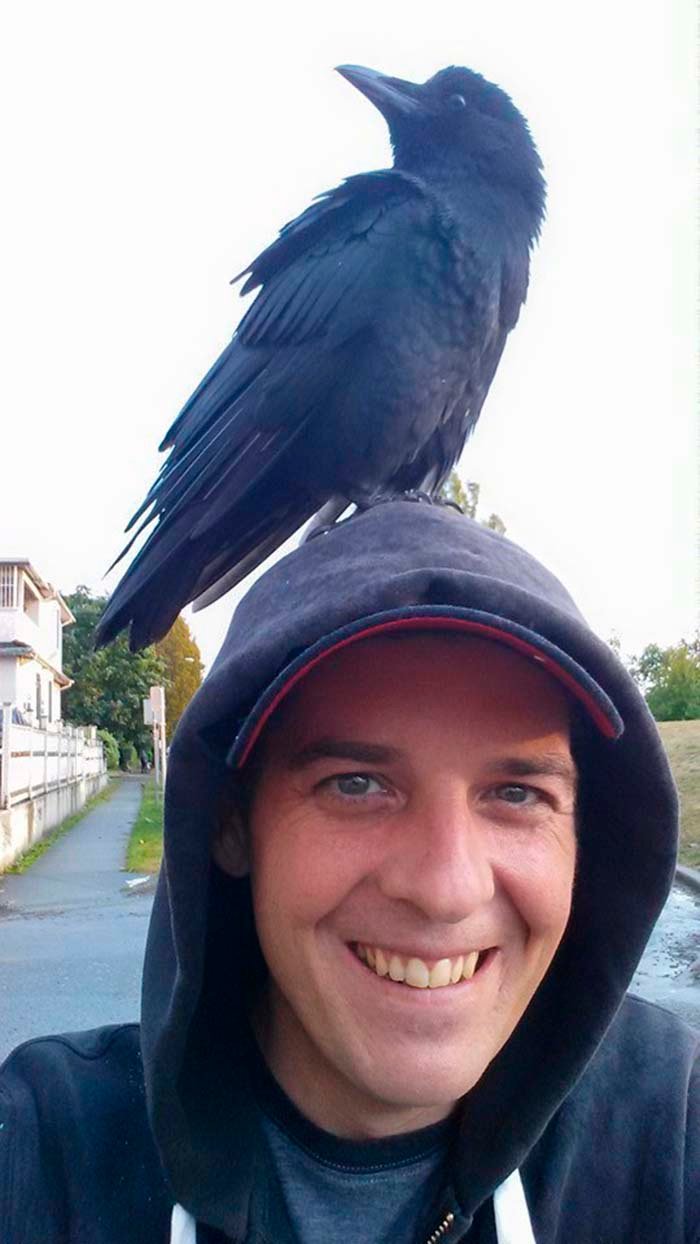 Cuervo rescatado y su padre humano