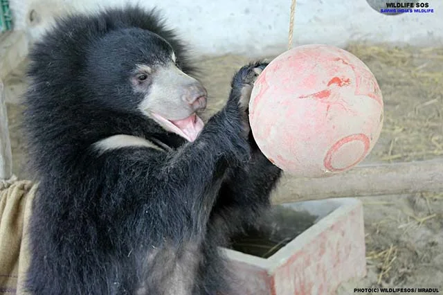 Elvis, el oso es feliz