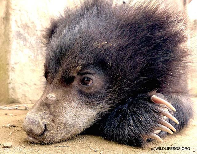 Elvis, el oso