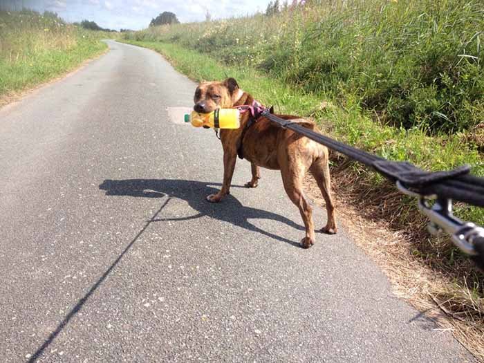 Freya dando un paseo