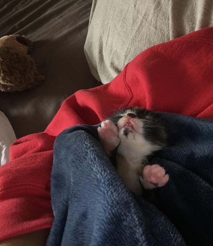 Gatito huerfano encontrado