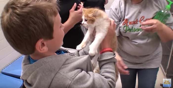 Gato adoptado