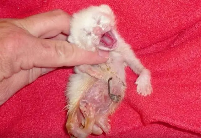 Gato con patas deformes