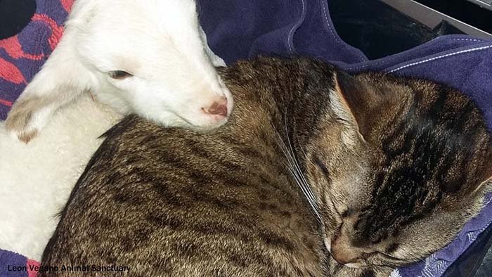 Gato cuida de otros animales enfermos como el