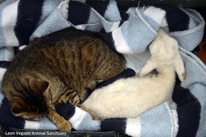 Gato cuida de otros animales