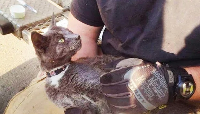 Gato se escondio en la estufa para refugiarse de las llamas Gato se escondio en la estufa para refugiarse de las llamas