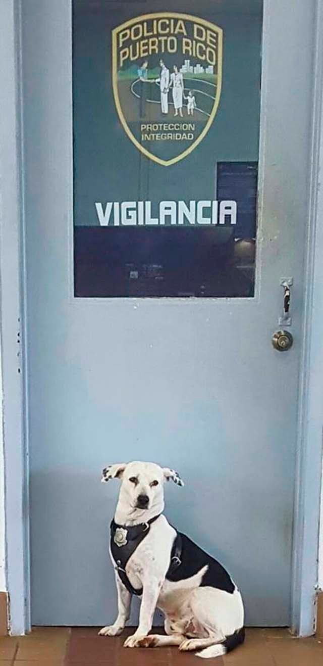 Gorgi, el perro de vigilancia Gorgi, el perro de vigilancia