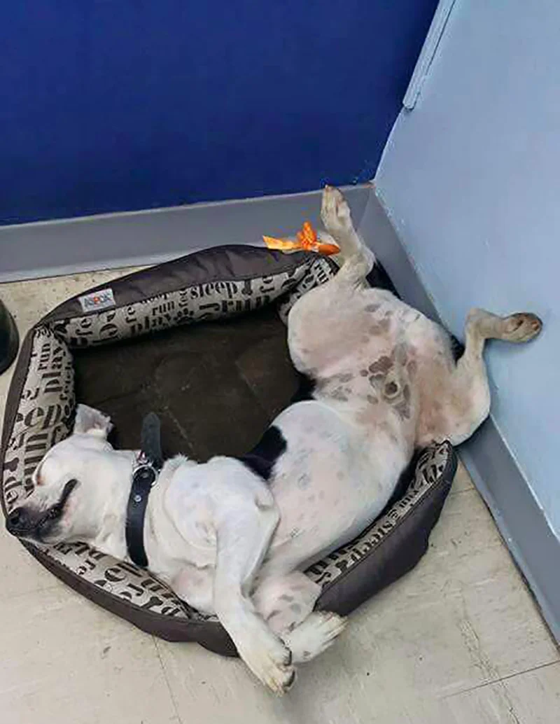 Gorgi en su nueva cama