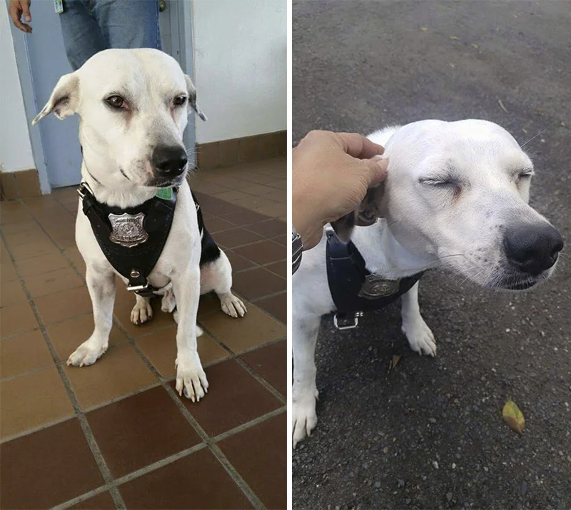 Gorgi es un perro de vigilancia