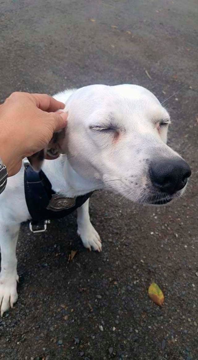 Gorgi Gorgi