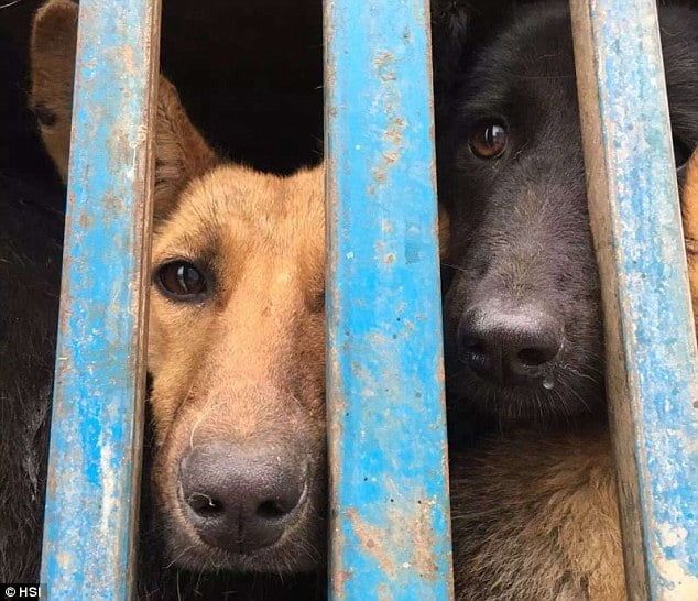 Iban 200 perros en el camion con destino a Yulin