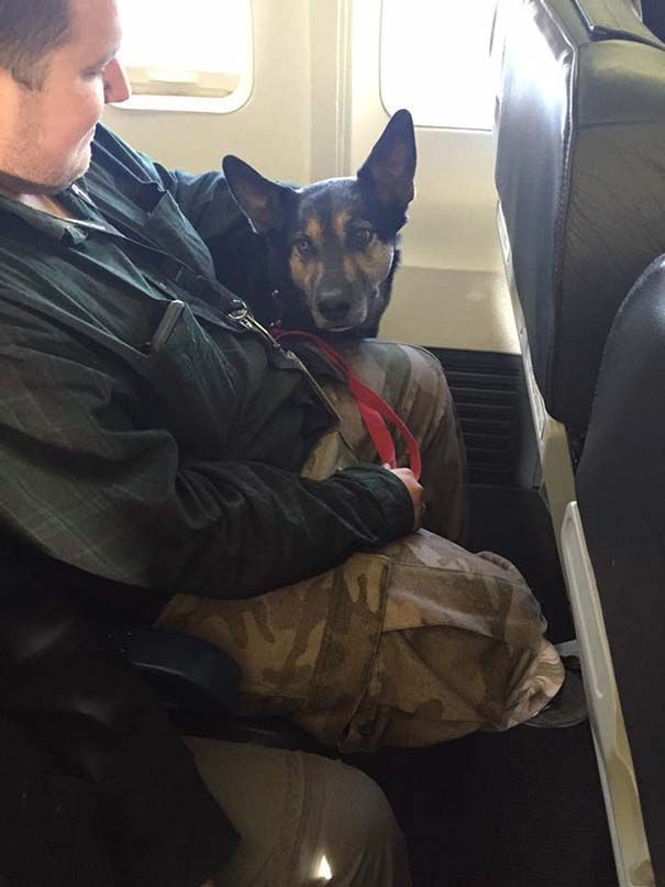 Los animales de compañia viajan en la cabina del avion