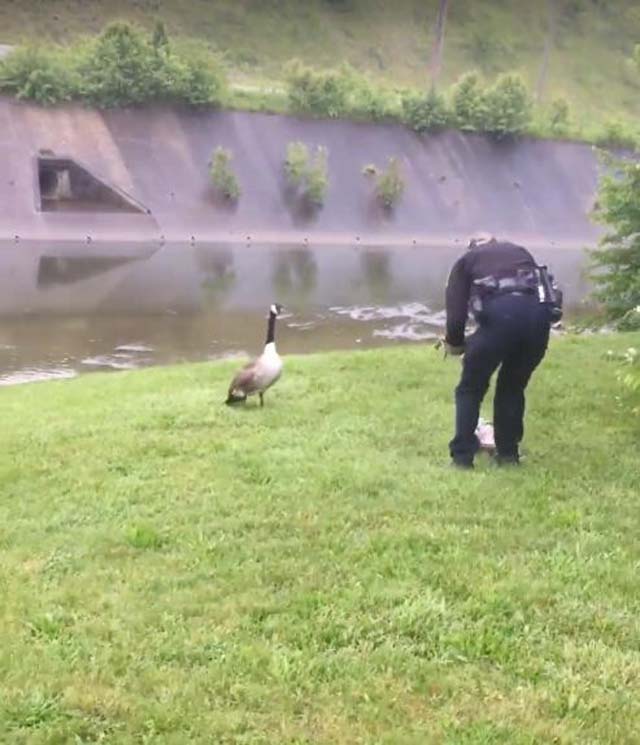 Mamá ganso conduce a un policía Mamá ganso conduce a un policía