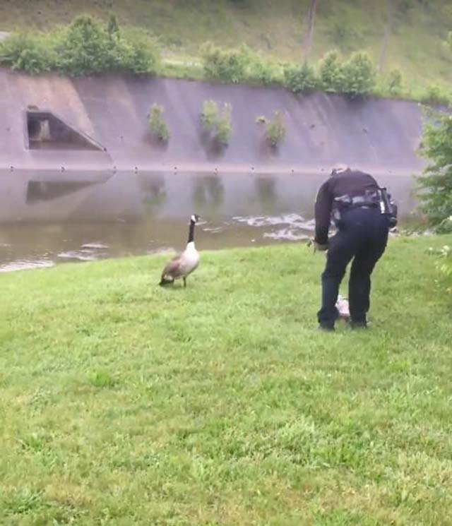 Mamá ganso conduce a un policía