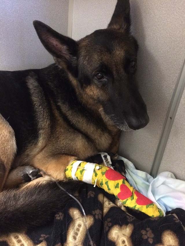 Maxx ayudó a los bomberos para salvar a su familia Maxx ayudó a los bomberos para salvar a su familia
