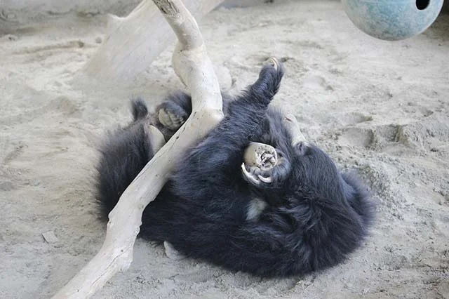 Oso en el santuario