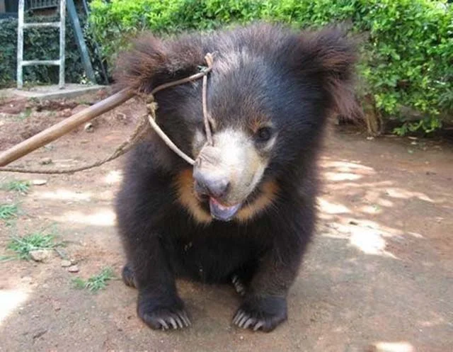Oso maltratado