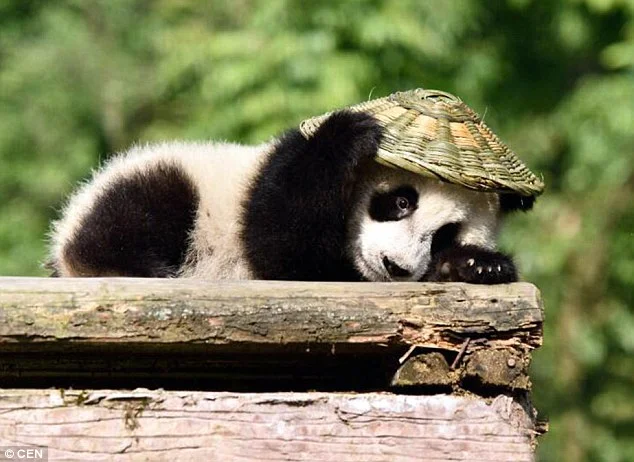 Oso panda en santuario