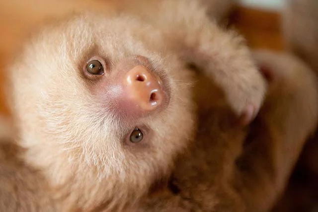 Pequeño perezoso