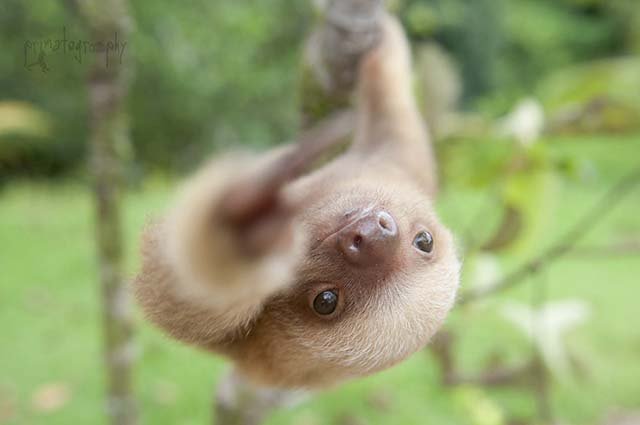 Perezoso en Costa Rica