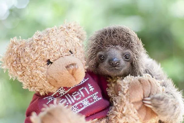 Perezoso y su oso de peluche