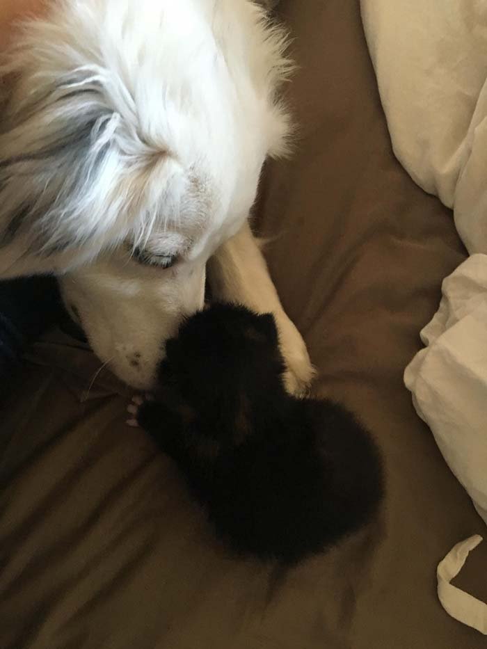 Perra cuida a un gatito