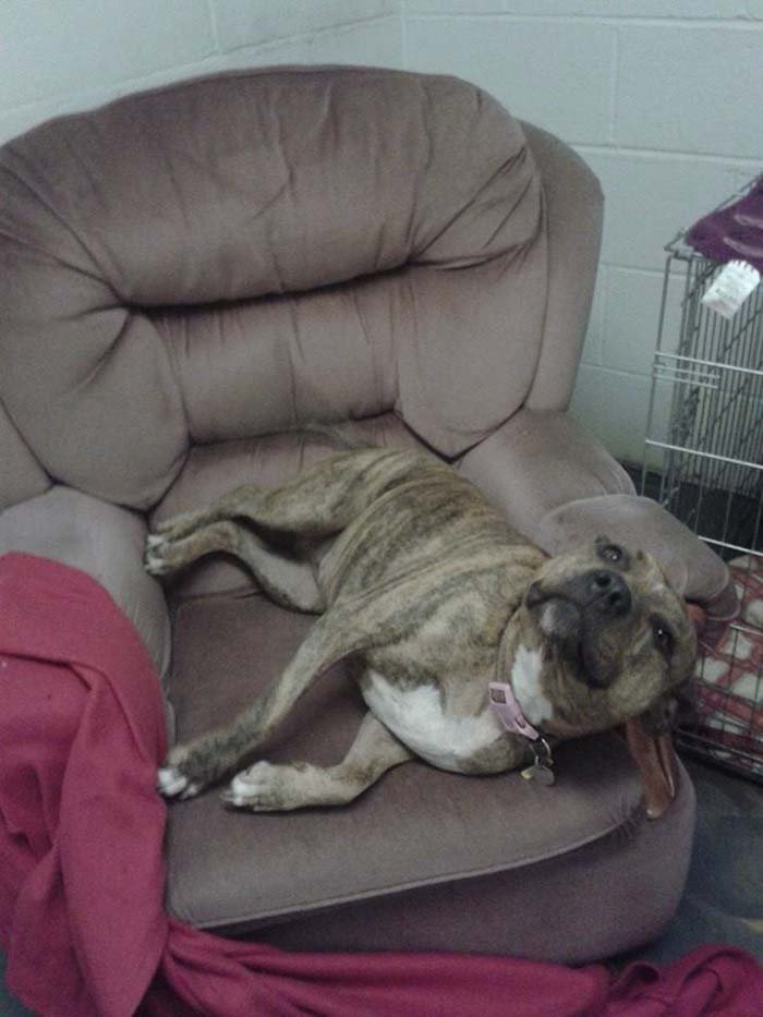 Perra le gusta el sillon