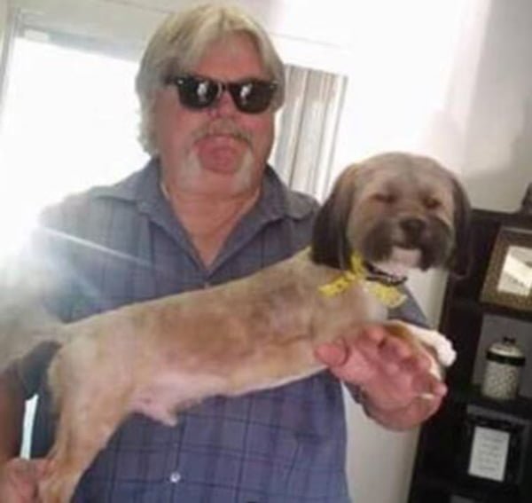 Perro adoptado