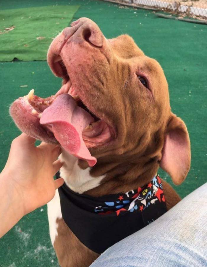 Perro busca una familia