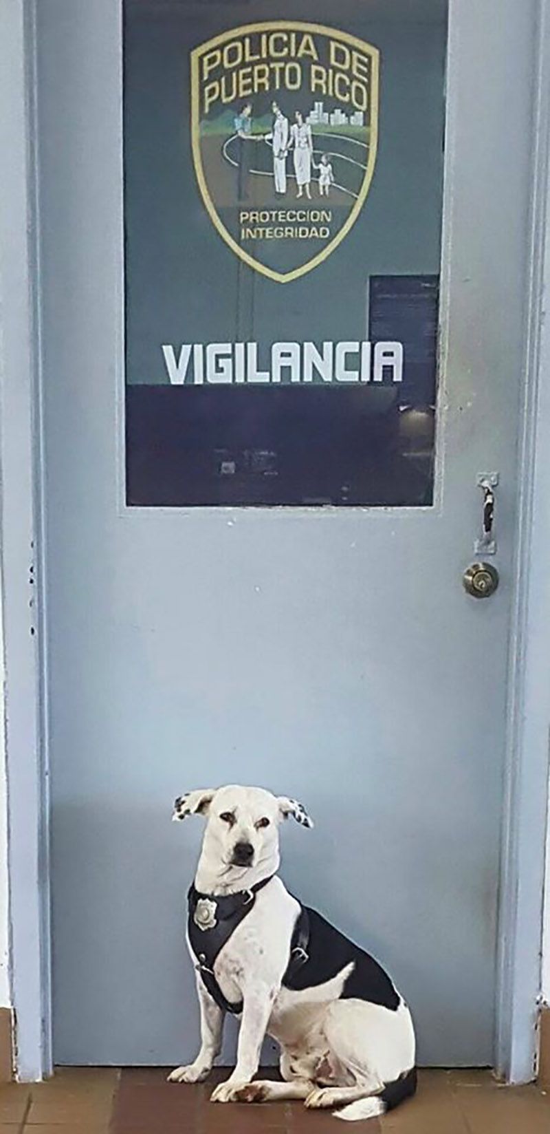 Perro de vigilancia