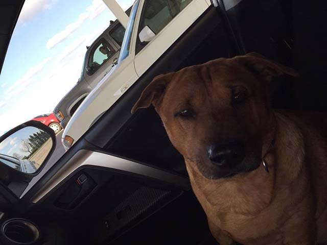 Perro disponible para adopcion