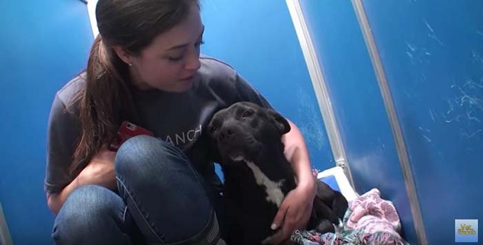 Perro en adopción