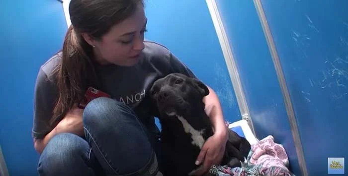 Perro en adopción