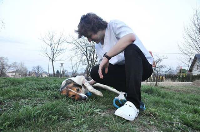 Perro en recuperación Perro en recuperación