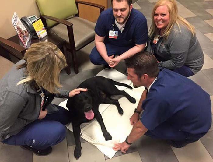 Perro herido es cuidado por el personal del hospital Perro herido es cuidado por el personal del hospital
