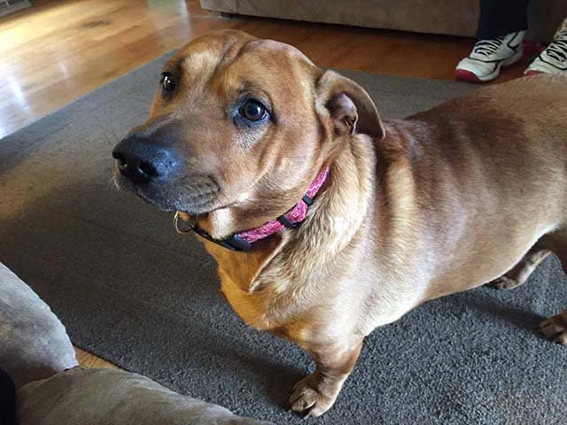 Perro perdio 10 kilos