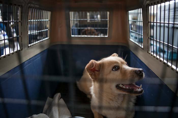 Perro rescatado de granja de carne de perro