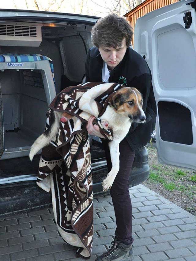 Perro rescatado de trampa para oso Perro rescatado de trampa para oso