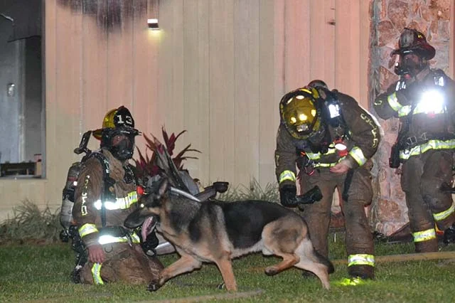 Perro salvó a su familia ayudando a los bomberos Perro salvó a su familia ayudando a los bomberos