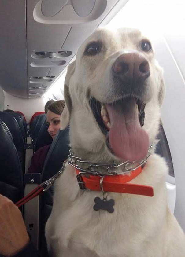 Perro viaja con su familia en la cabina del avion