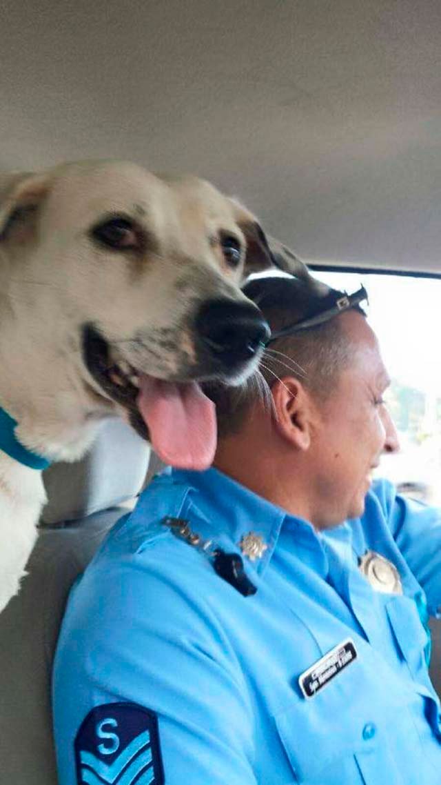 Perro y policia en la patrulla Perro y policia en la patrulla