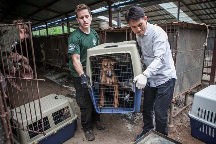 Perros rescatado de una granja de carne de perro