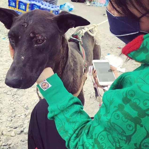 Perros rescatados del festival de Yulin