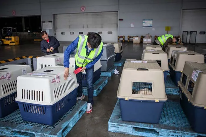 Perros rescatados en Corea del Sur